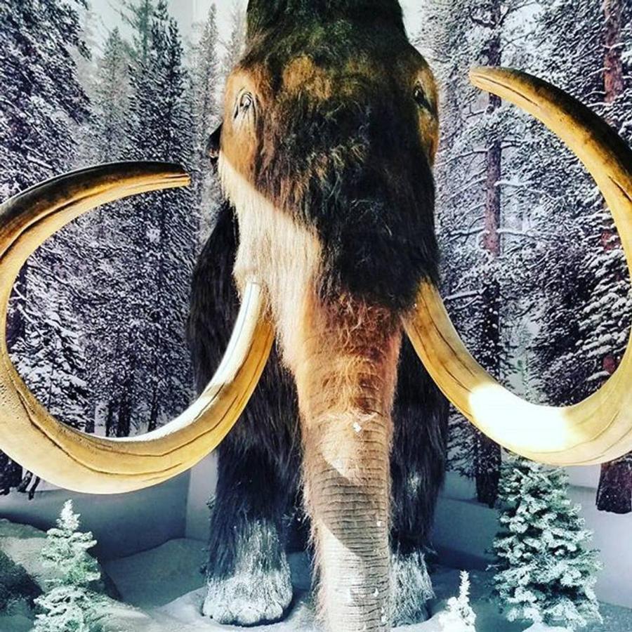 Juniper Springs Lodge #238 Mammoth Lakes Esterno foto